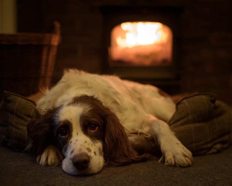 shutterstock_2599357509-1